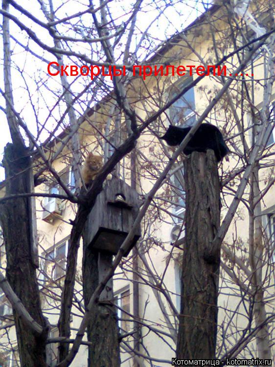 Котоматрица: Скворцы прилетели.....