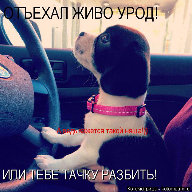 Котоматрица: ОТЪЕХАЛ ЖИВО УРОД! ИЛИ ТЕБЕ ТАЧКУ РАЗБИТЬ! А ведь кажется такой няша!))