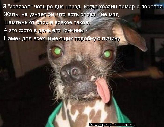 Я "завязал" четыре дня назад, когда хозяин помер с перепоя. Жаль, не узнает он, что есть слова - не м... Котоматрица: Я "завязал" четыре дня назад, когда хозяин помер с перепоя. Жаль, не узнает он, что есть слова - не мат, Шампунь от блох и всякое такое... А это фо