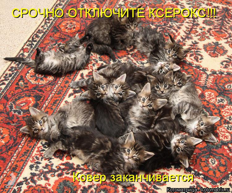 Котоматрица: Ковер заканчивается СРОЧНО ОТКЛЮЧИТЕ КСЕРОКС!!!