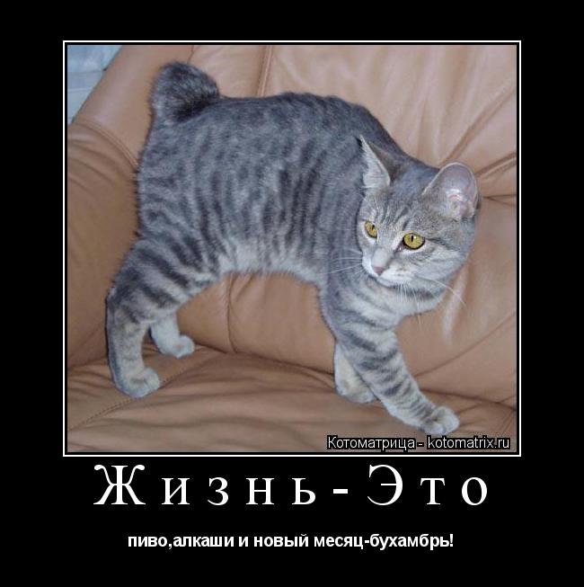 Жизнь-Это пиво,алкаши и новый месяц-бухамбрь!... Котоматрица: Жизнь-Это пиво,алкаши и новый месяц-бухамбрь!