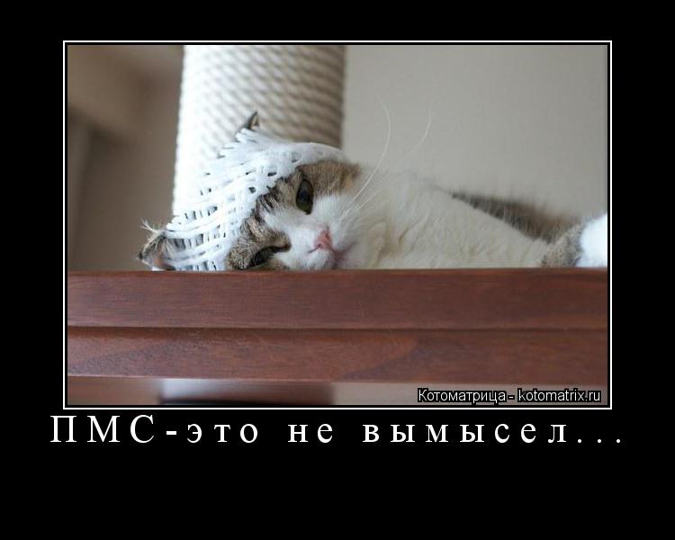Котоматрица: ПМС-это не вымысел... 