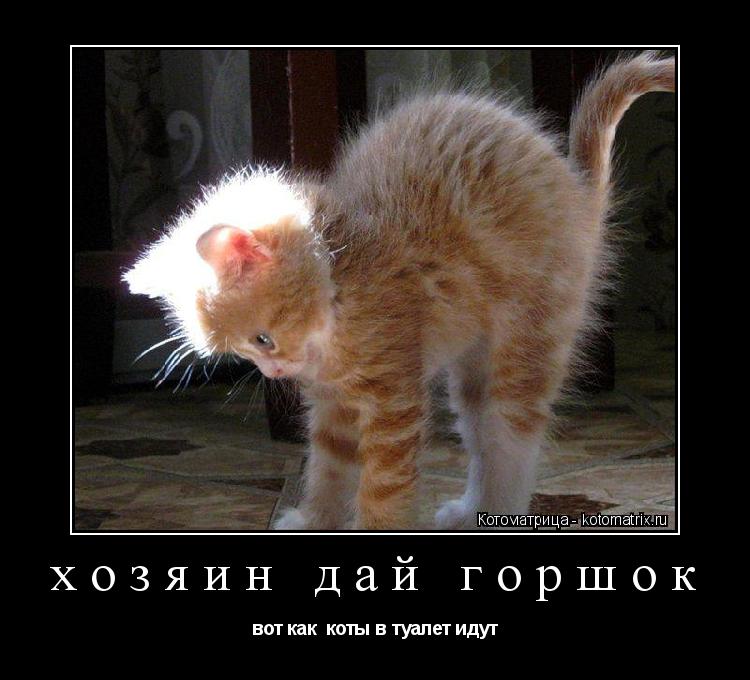 Котоматрица: хозяин дай горшок вот как  коты в туалет идут