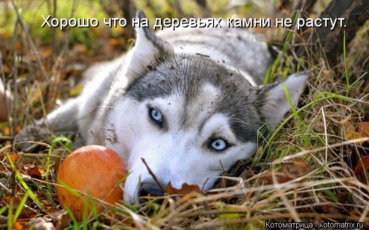 Котоматрица: Хорошо что на деревьях камни не растут.