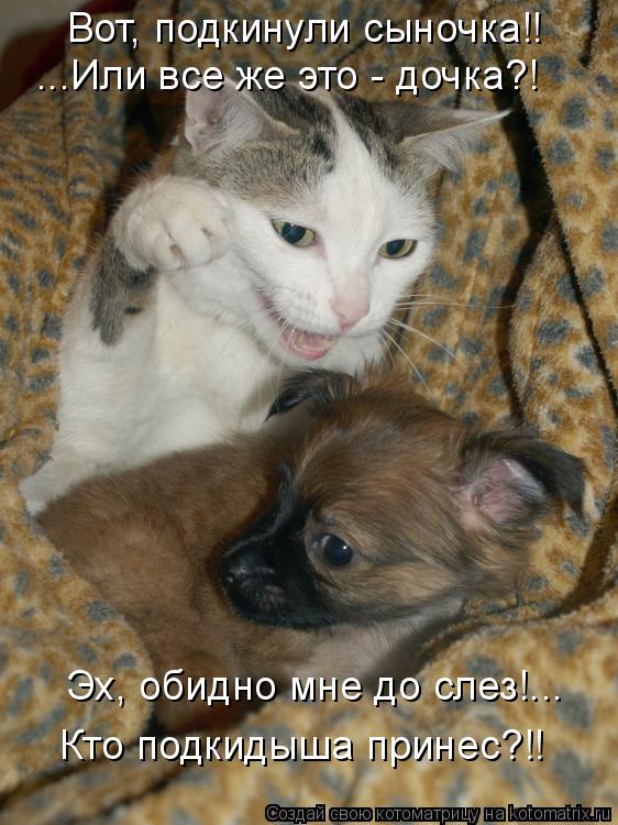 Котоматрица: Вот, подкинули сыночка!! ...Или все же это - дочка?! Эх, обидно мне до слез!... Кто подкидыша принес?!!
