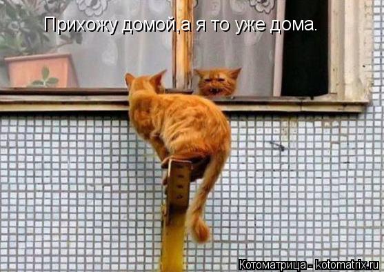 Котоматрица: Прихожу домой,а я то уже дома.