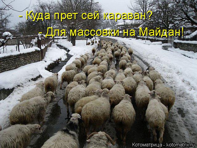 Котоматрица: - Куда прет сей караван? - Для массовки на Майдан!