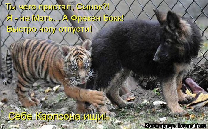 Ты чего пристал, Сынок?! Я - не Мать... А Фрекен Бокк! Быстро ногу отпусти! Себе Карлсона ищи!... Котоматрица: Ты чего пристал, Сынок?! Я - не Мать... А Фрекен Бокк! Быстро ногу отпусти! Себе Карлсона ищи!