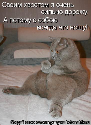 Котоматрица: Своим хвостом я очень сильно дорожу. А потому с собою  всегда его ношу!