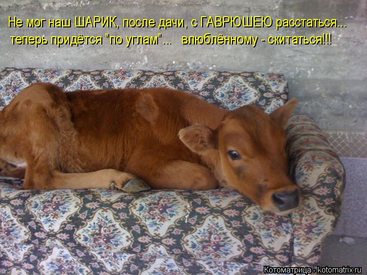 Не мог наш ШАРИК, после дачи, с ГАВРЮШЕЮ расстаться... теперь придётся "по углам"... влюблённому - ... Котоматрица: Не мог наш ШАРИК, после дачи, с ГАВРЮШЕЮ расстаться... теперь придётся "по углам"... влюблённому - скитаться!!!