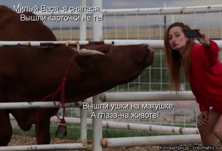 Котоматрица: Милый Вася, я снялася... Вышли карточки не те! Вышли ушки на макушке, А глаза-на животе!