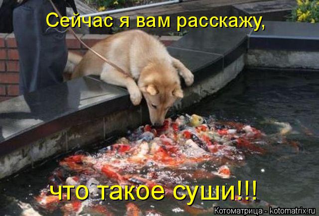 Котоматрица: Сейчас я вам расскажу, что такое суши!!!