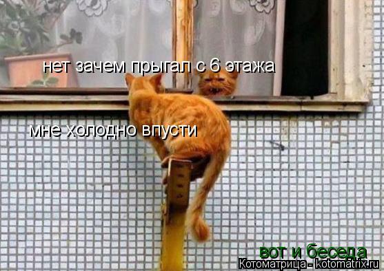 Котоматрица: мне холодно впусти нет зачем прыгал с 6 этажа вот и беседа