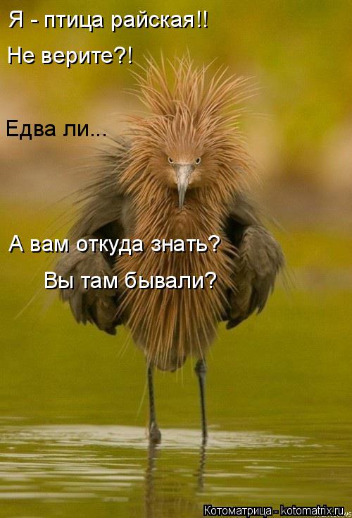 Котоматрица: Я - птица райская!! Не верите?! Едва ли... А вам откуда знать? Вы там бывали?