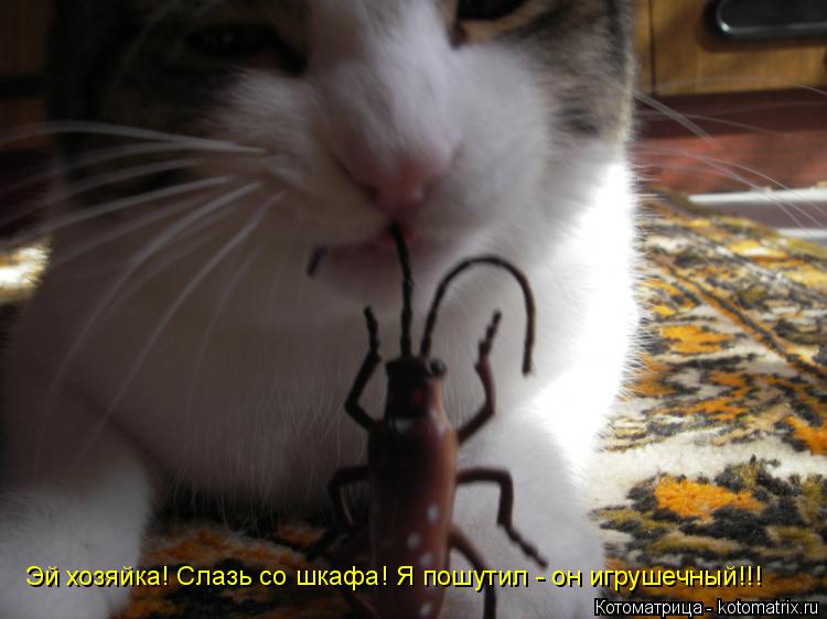 Котоматрица: Эй хозяйка! Слазь со шкафа! Я пошутил - он игрушечный!!!