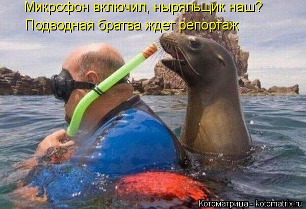 Микрофон включил, ныряльщик наш? Подводная братва ждет репортаж... Котоматрица: Микрофон включил, ныряльщик наш? Подводная братва ждет репортаж