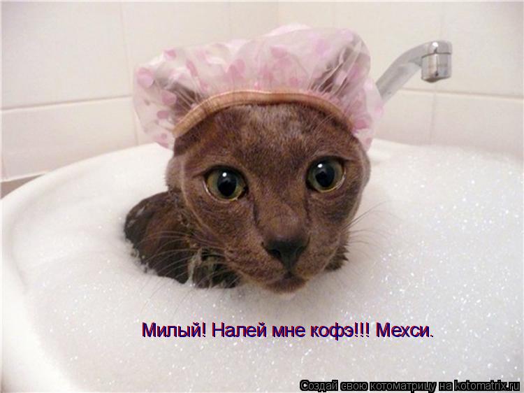 Котоматрица: Милый! Налей мне кофэ!!! Мехси. Милый! Налей мне кофэ!!! Мехси.