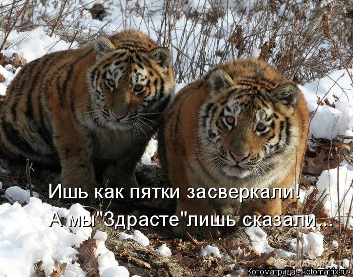 Котоматрица: Ишь как пятки засверкали! А мы"Здрасте"лишь сказали...