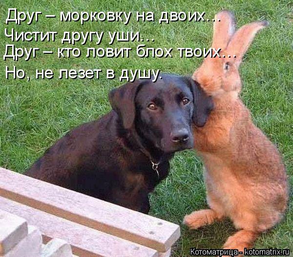 Котоматрица: Друг – морковку на двоих… Чистит другу уши… Друг – кто ловит блох твоих… Но, не лезет в душу.