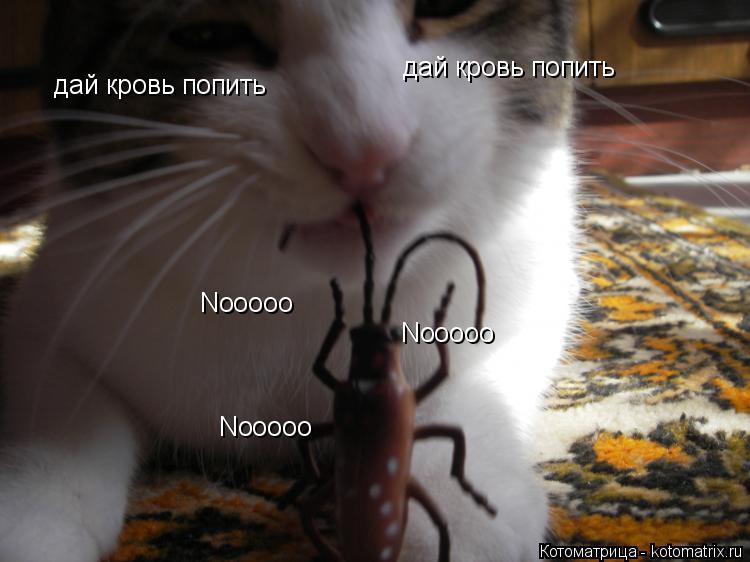 Котоматрица: дай кровь попить дай кровь попить Nooooo Nooooo Nooooo