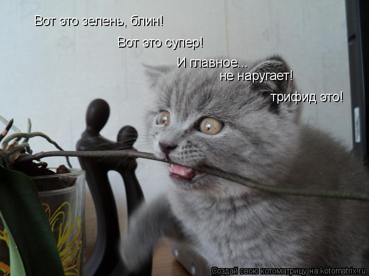 Вот это зелень, блин! Вот это супер! И главное... не наругает! трифид это!... Котоматрица: Вот это зелень, блин! Вот это супер! И главное... не наругает! трифид это!