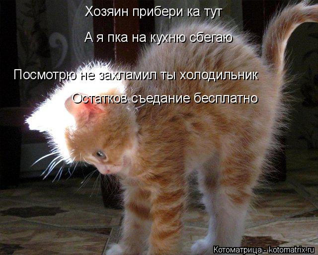 Хозяин прибери ка тут А я пка на кухню сбегаю Посмотрю не захламил ты холодильник Остатков съедание б... Котоматрица: Хозяин прибери ка тут А я пка на кухню сбегаю Посмотрю не захламил ты холодильник Остатков съедание бесплатно