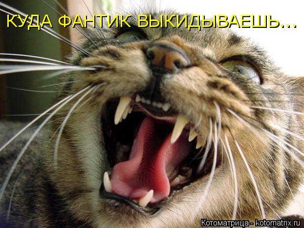 КУДА ФАНТИК ВЫКИДЫВАЕШЬ...... Котоматрица: КУДА ФАНТИК ВЫКИДЫВАЕШЬ...