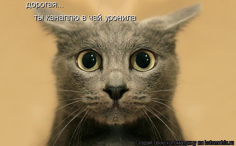 Котоматрица: дорогая... ты канаплю в чай уронила