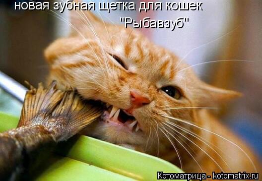 Котоматрица: новая зубная щетка для кошек "Рыбавзуб"