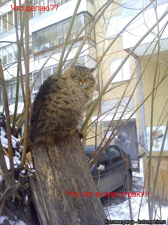 Котоматрица: Что делаю?? Что,что в сову играю!!!