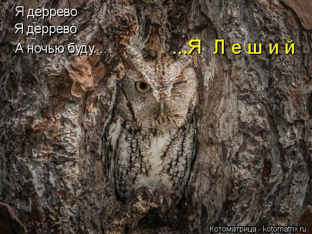 Котоматрица: Я деррево Я деррево А ночью буду.... ...Я  Л е ш и й