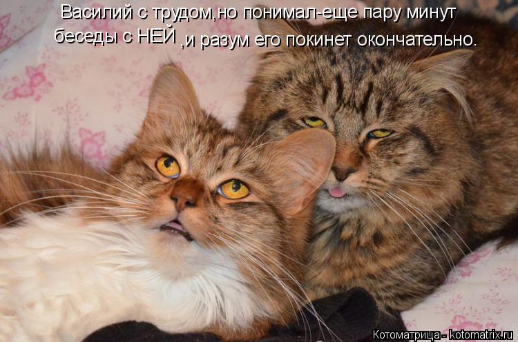 Котоматрица: Василий с трудом,но понимал-еще пару минут  беседы с НЕЙ ,и разум его покинет окончательно.