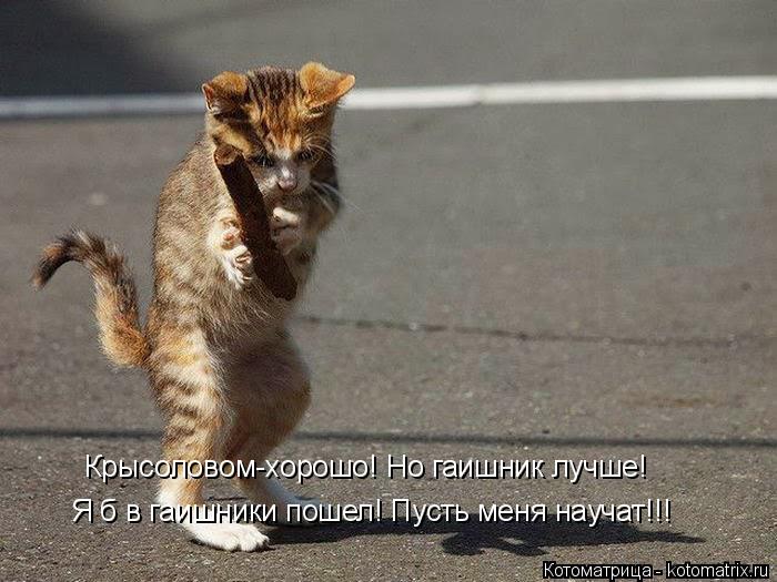 Котоматрица: Я б в гаишники пошел! Пусть меня научат!!! Крысоловом-хорошо! Но гаишник лучше!