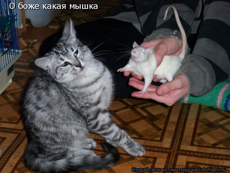 Котоматрица: О боже какая мышка