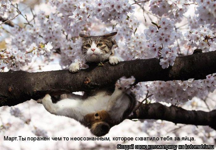 Котоматрица: Март.Ты поражен чем то неосознанным, которое схватило тебя за яйца.