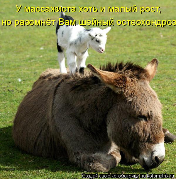 Котоматрица: У массажиста хоть и малый рост,  но разомнёт Вам шейный остеохондроз