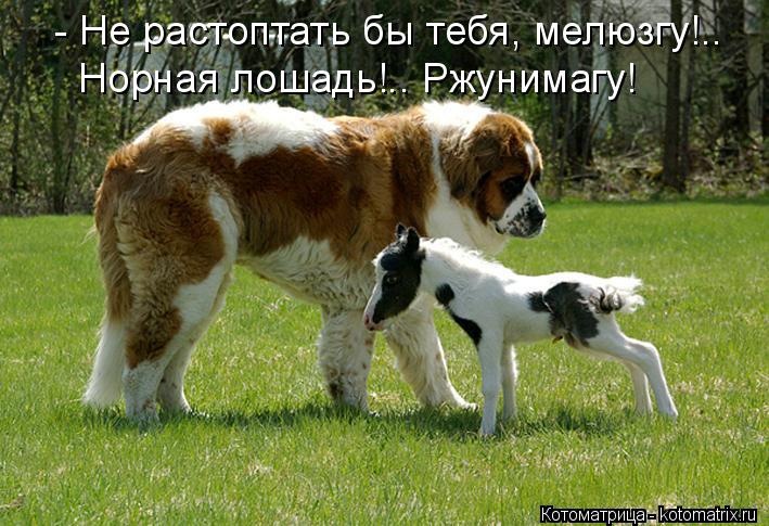 - Не растоптать бы тебя, мелюзгу!.. Норная лошадь!.. Ржунимагу!... Котоматрица: - Не растоптать бы тебя, мелюзгу!.. Норная лошадь!.. Ржунимагу!