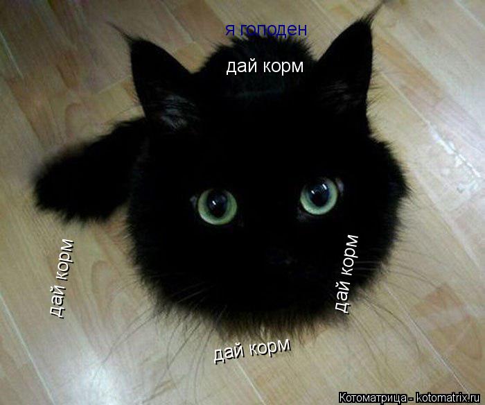 Котоматрица: я голоден дай корм дай корм дай корм дай корм