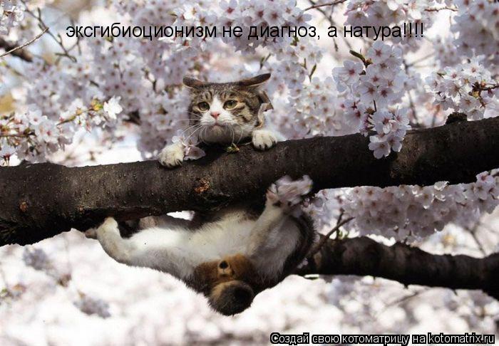 Котоматрица: эксгибиоционизм не диагноз, а натура!!!!