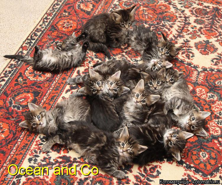 Ocean and Co... Котоматрица: Ocean and Co