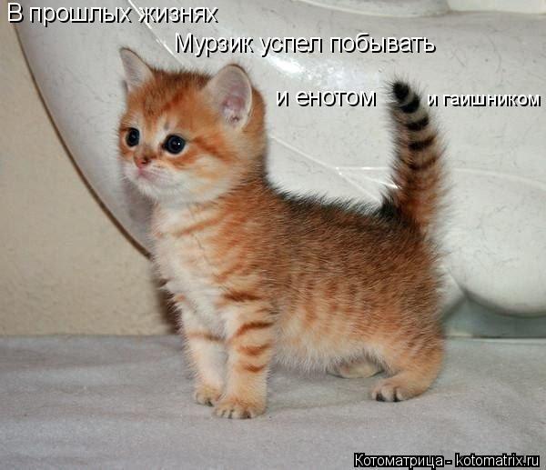 Котоматрица: В прошлых жизнях Мурзик успел побывать и енотом и гаишником