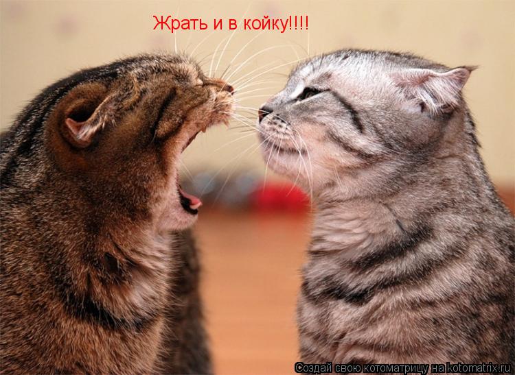 Котоматрица: Жрать и в койку!!!!