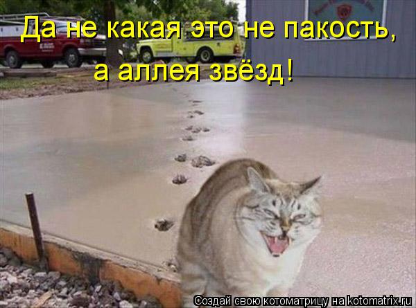 Да не какая это не пакость, а аллея звёзд!... Котоматрица: Да не какая это не пакость, а аллея звёзд!