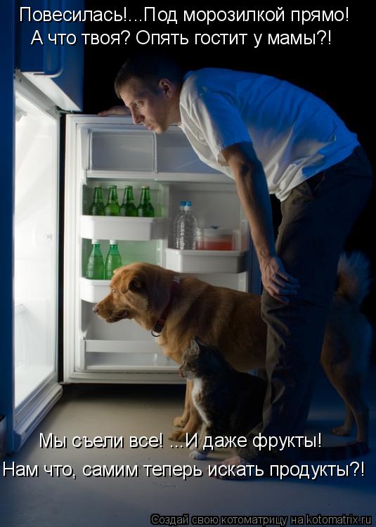 Котоматрица: Повесилась!...Под морозилкой прямо! А что твоя? Опять гостит у мамы?! Мы съели все! ...И даже фрукты! Нам что, самим теперь искать продукты?!