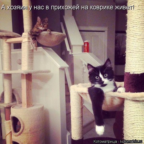 А хозяин у нас в прихожей на коврике живет!... Котоматрица: А хозяин у нас в прихожей на коврике живет!