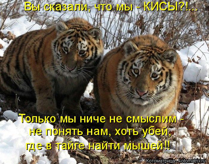 Котоматрица: Вы сказали, что мы - КИСЫ?!... Только мы ниче не смыслим - не понять нам, хоть убей, Только мы ниче не смыслим - где в тайге найти мышей!!