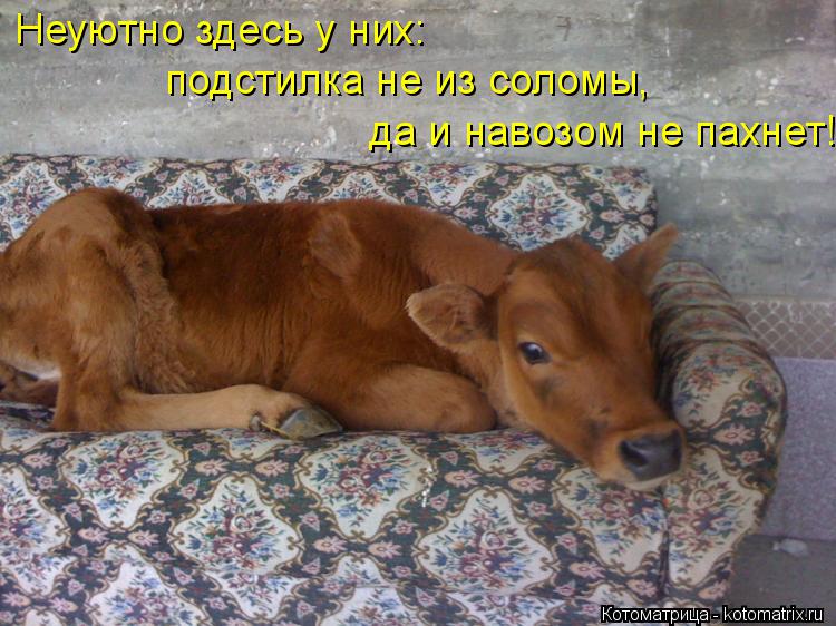 Котоматрица: Неуютно здесь у них:  подстилка не из соломы,  да и навозом не пахнет!