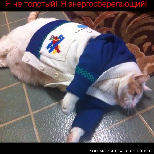 Котоматрица: Я не толстый! Я энергосберегающий!
