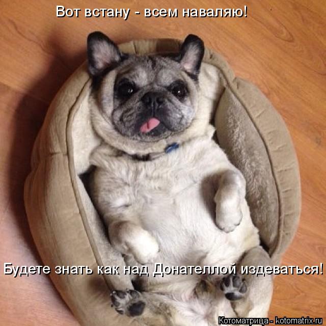 Котоматрица: Вот встану - всем наваляю! Будете знать как над Донателлой издеваться!
