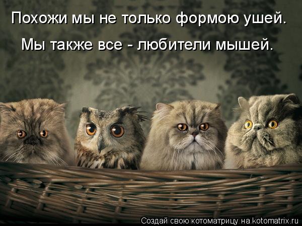Похожи мы не только формою ушей. Мы также все - любители мышей.... Котоматрица: Похожи мы не только формою ушей. Мы также все - любители мышей.
